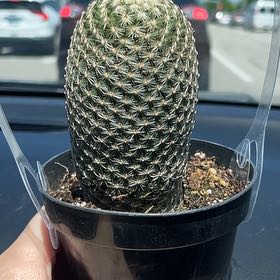 Photo of the plant species Coryphantha erecta by @BubblyAster92 named Susan on Greg, the plant care app