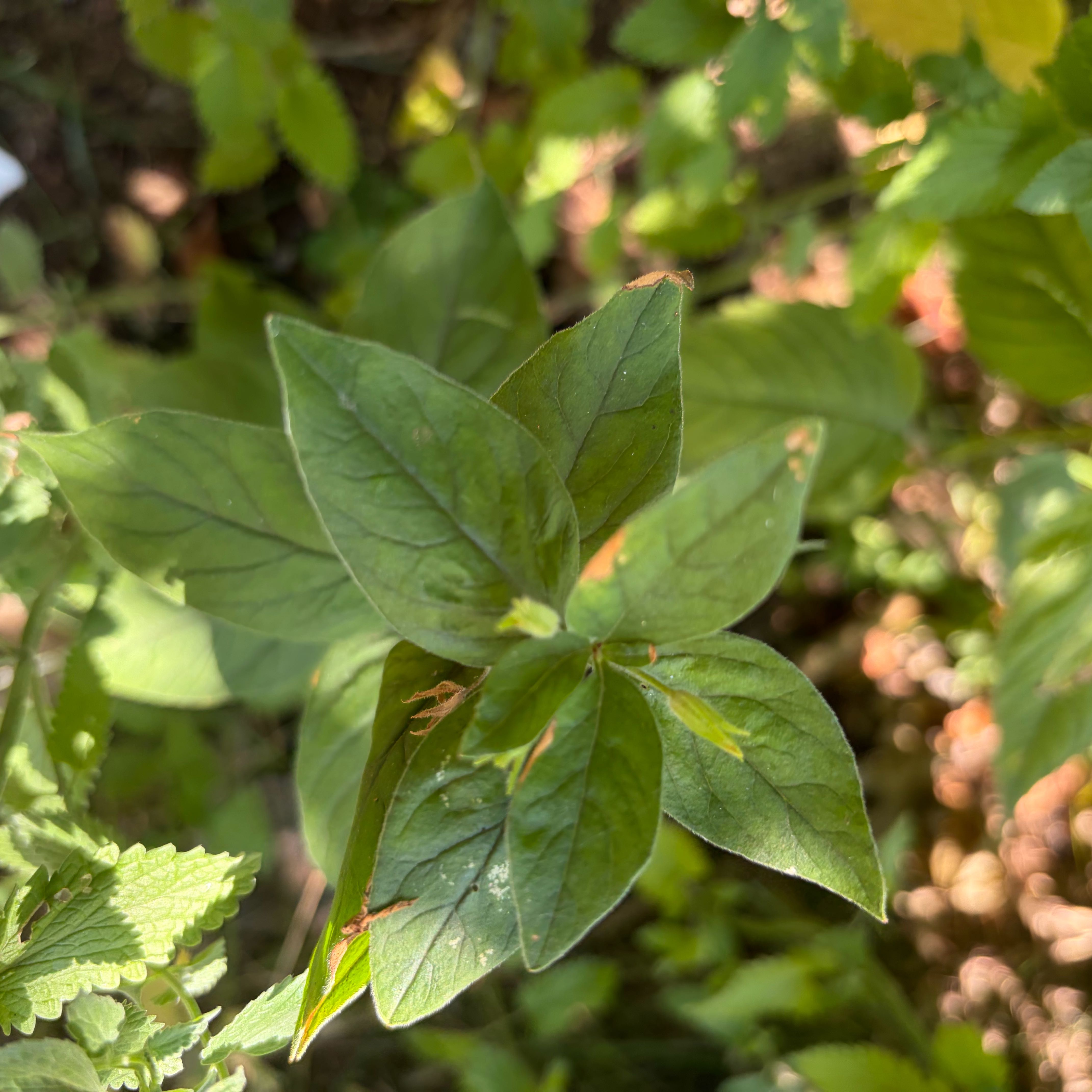 Photo of the plant species Dotted Loosestrife by @AdeptChosmo42 named Austen on Greg, the plant care app