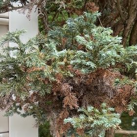 Photo of the plant species Blue Star Juniper by @ZealfulPeyote35 named Osmo on Greg, the plant care app