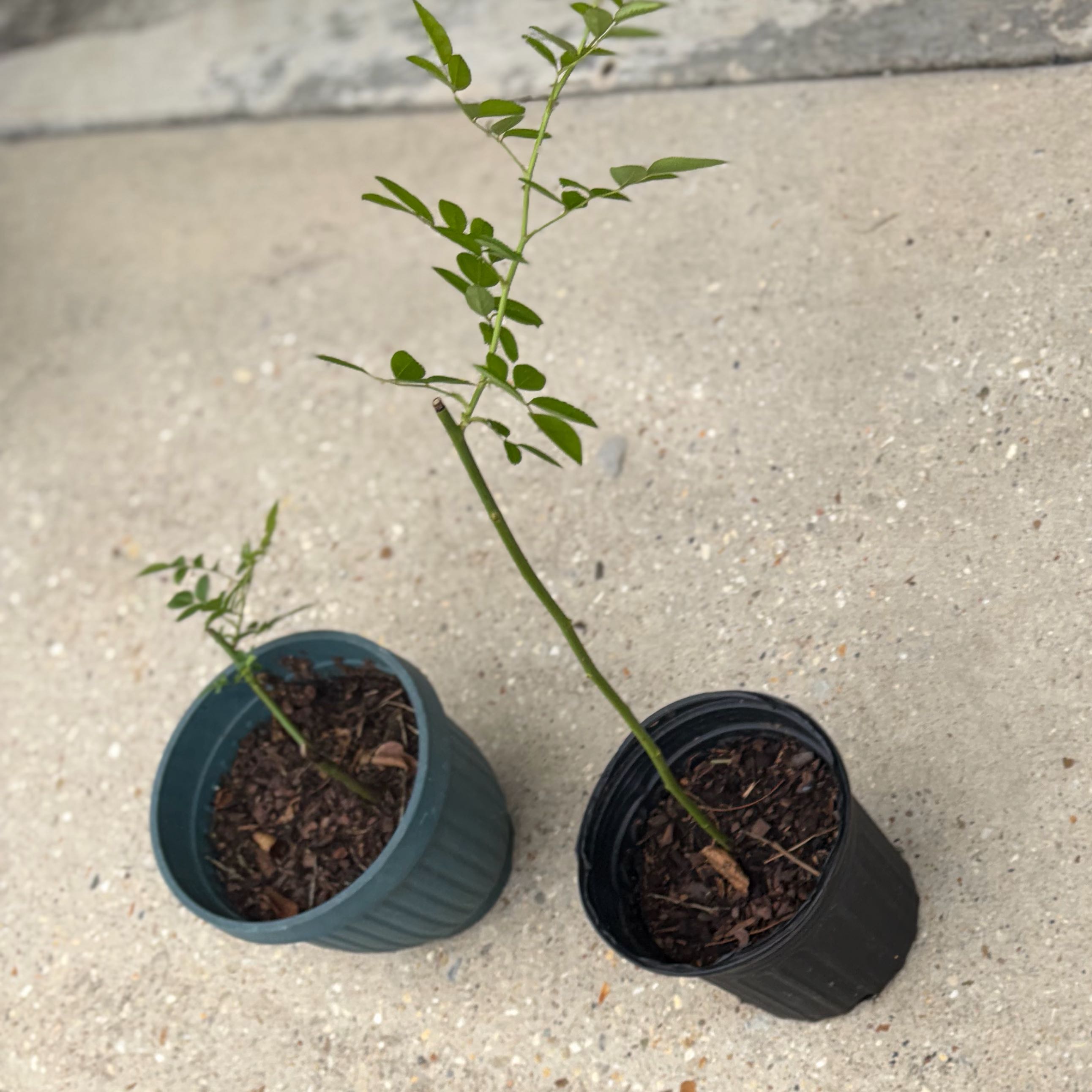 Photo of the plant species Peggy Martin Rose by @NonpareilYuzu65 named Peggy on Greg, the plant care app