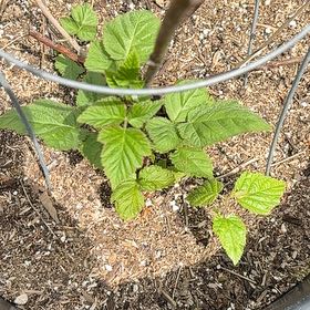 Photo of the plant species California Blackberry by @DirectTitoki49 named Dolores on Greg, the plant care app