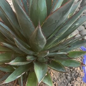 Photo of the plant species Agave Shawii by @CoherentMira51 named Drake on Greg, the plant care app