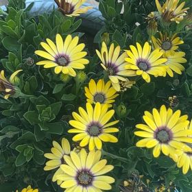 Photo of the plant species Glandular Cape Marigold by @CoherentMira51 named Mollie on Greg, the plant care app