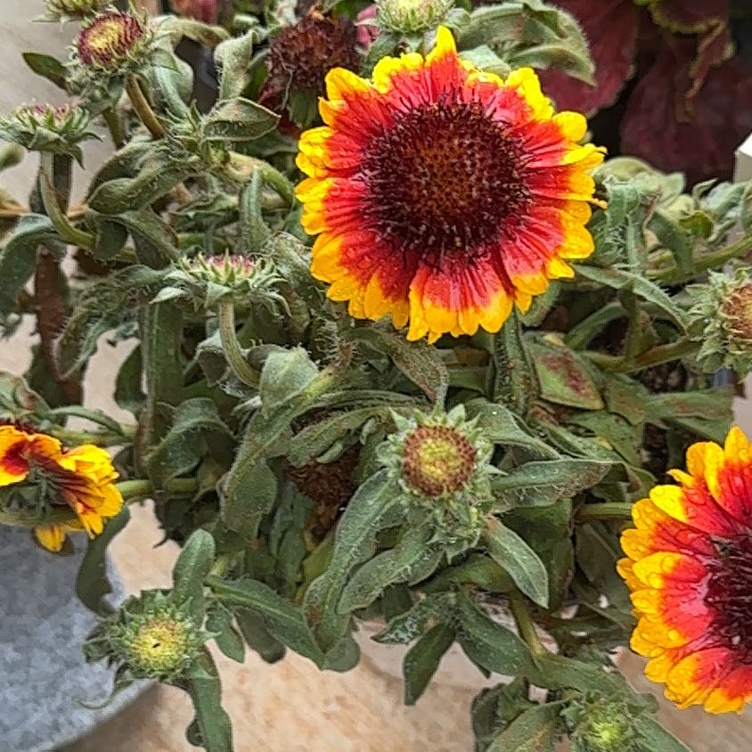 Photo of the plant species Great Blanket Flower by @GuruCosmo35 named Emerson on Greg, the plant care app