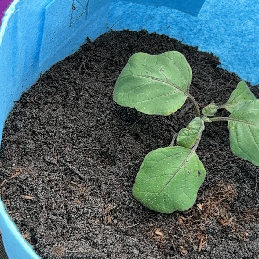 Photo of the plant species Eggplant by @HomelyCapemay0 named Clooney on Greg, the plant care app