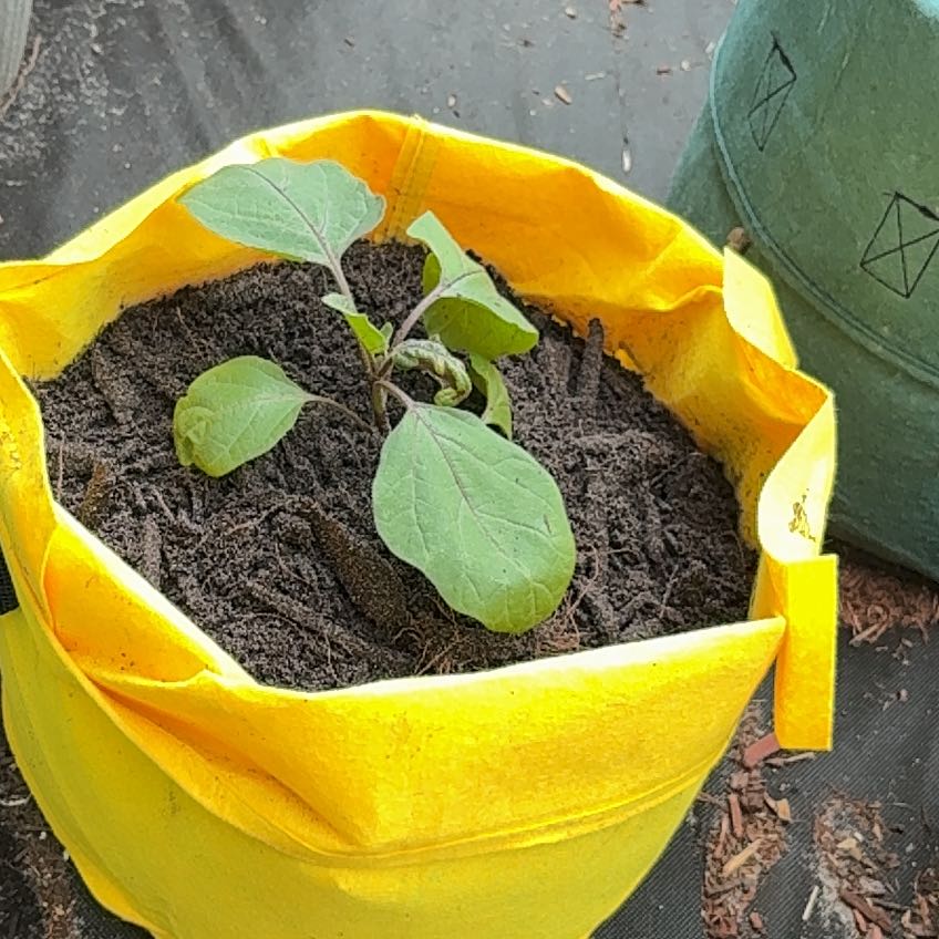 Photo of the plant species Eggplant by @HomelyCapemay0 named Drake on Greg, the plant care app
