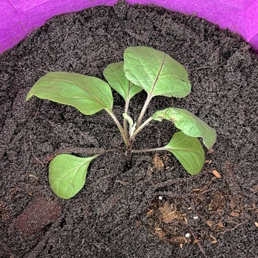 Photo of the plant species Eggplant by @HomelyCapemay0 named Austen on Greg, the plant care app