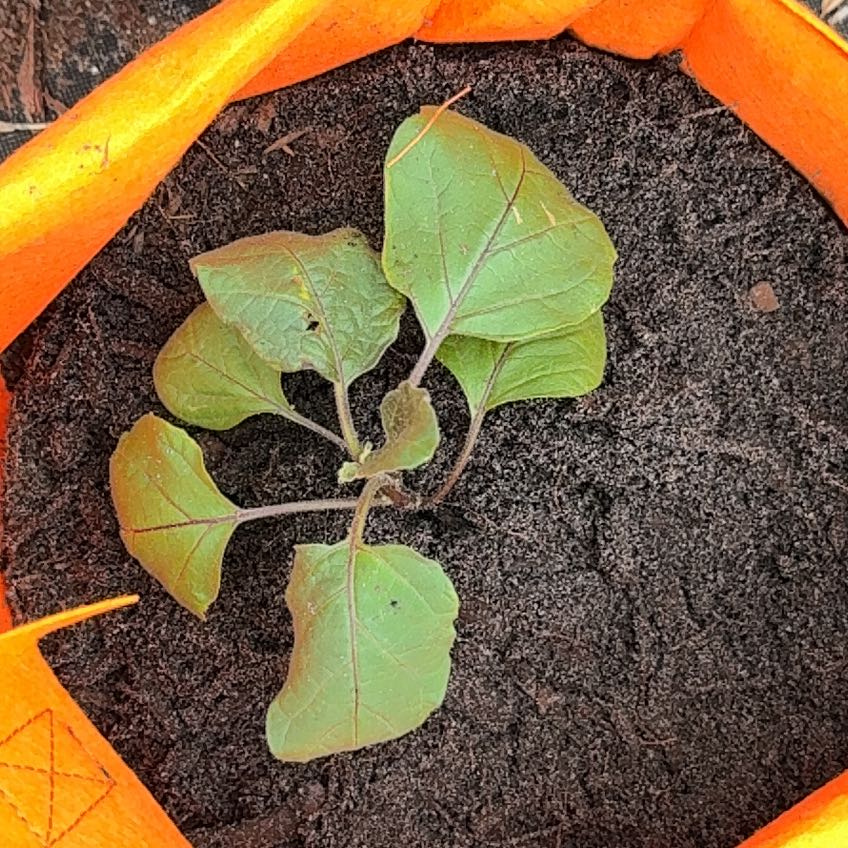 Photo of the plant species Eggplant by @HomelyCapemay0 named Bruce Lee on Greg, the plant care app