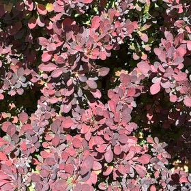 Photo of the plant species Japanese Barberry by @DeftPhlox57 named Walt on Greg, the plant care app