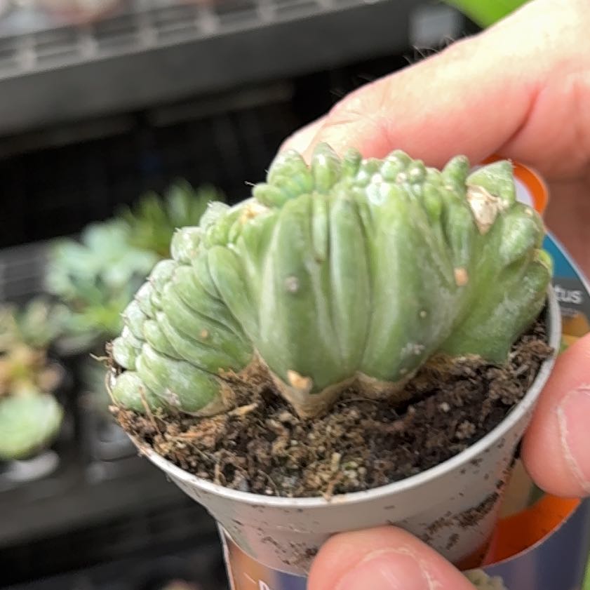 Photo of the plant species Crested Blue Flame by @ElderSalsa95 named Arlo on Greg, the plant care app