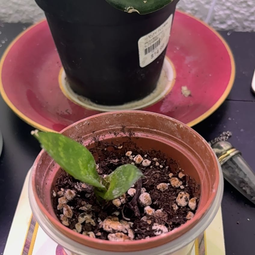 Photo of the plant species Jaboa Sansevieria by @IconPlanty25 named Pipsqueak on Greg, the plant care app