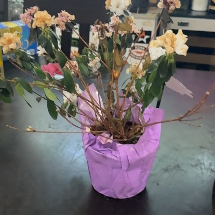 Photo of the plant species Pink Azalea by @RadCowvine10 named Ginny on Greg, the plant care app