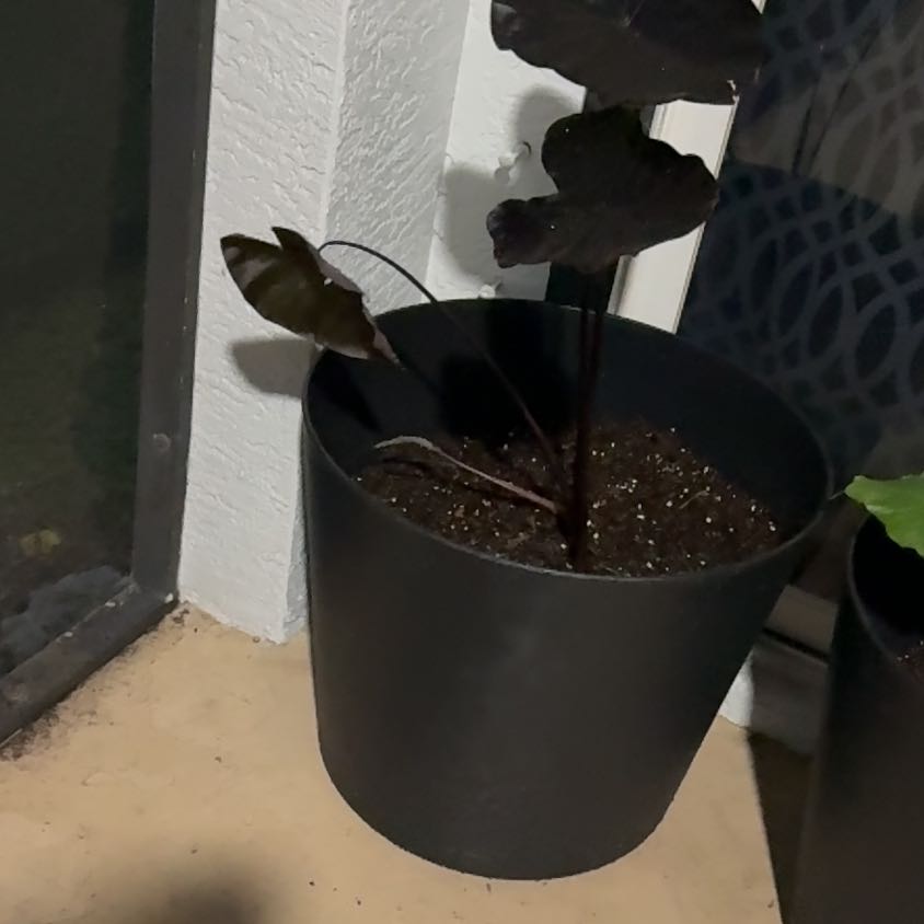 Photo of the plant species Taro by @RadCowvine10 named Bellatrix on Greg, the plant care app