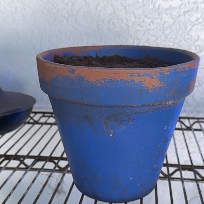 Photo of the plant species Genovese Basil by @RadCowvine10 named Bill on Greg, the plant care app