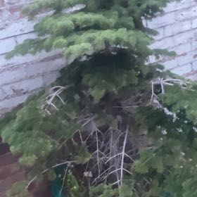 Photo of the plant species White Fir by @VipMarimo79 named Harry on Greg, the plant care app