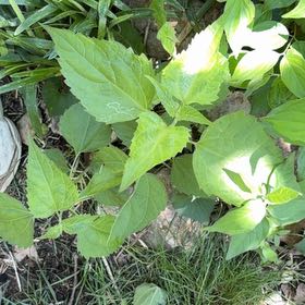 Photo of the plant species Richweed by @JollyDatepalm45 named LiloStitch on Greg, the plant care app