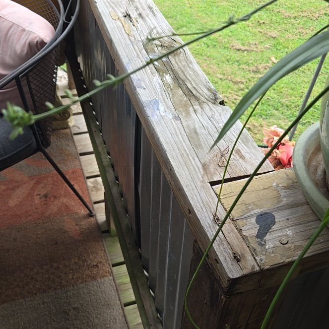 Photo of the plant species Pregnant Onion by @SizzlingKaraka3 named Figyonce on Greg, the plant care app