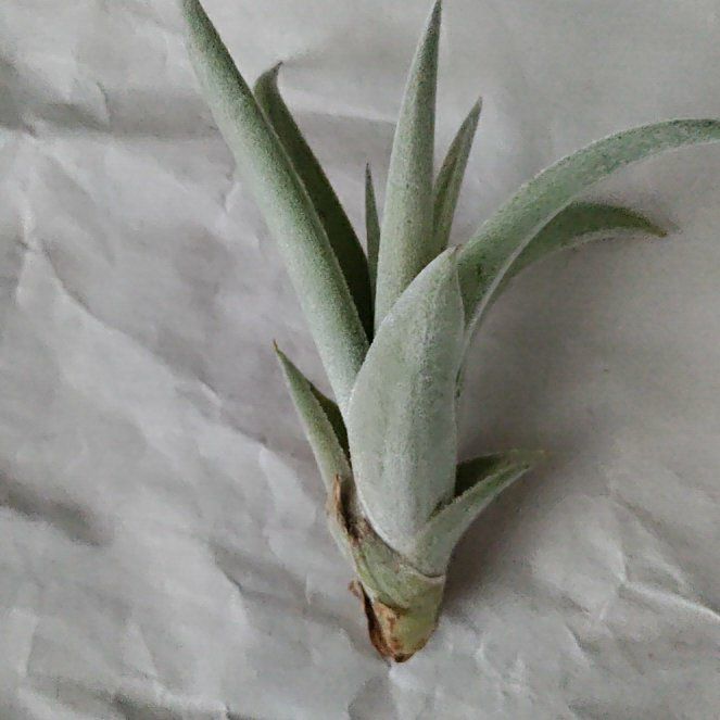 Photo of the plant species Potbelly Air Plant by @EarthyOmnom56 named Cleopatra on Greg, the plant care app