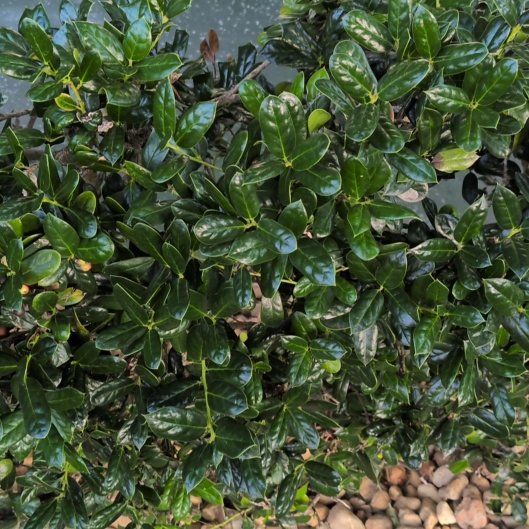 Photo of the plant species Chinese Holly by @UrbaneCat named OUT Bella Hedge! on Greg, the plant care app