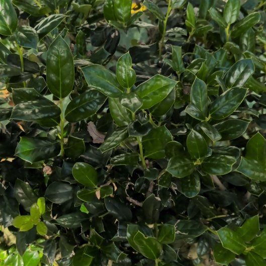 Photo of the plant species Chinese Holly by @UrbaneCat named OUT Lola hedge! on Greg, the plant care app