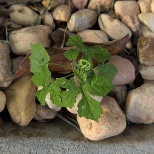 Photo of the plant species Bitter Melon by @UrbaneCat named OUT Demi WEED!! on Greg, the plant care app