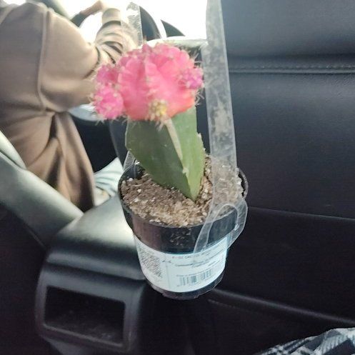 Photo of the plant species Moon Cactus by @FairBushhoya77 named Eva on Greg, the plant care app