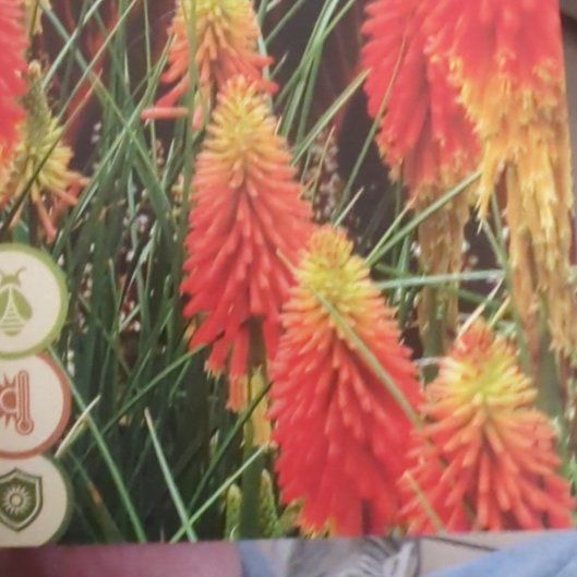 Photo of the plant species Red Hot Poker by @SilkenPigfern29 named Xena on Greg, the plant care app