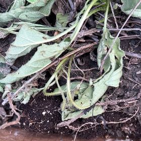 Photo of the plant species Buffalo Gourd by @WinAlula28 named Rihanna on Greg, the plant care app