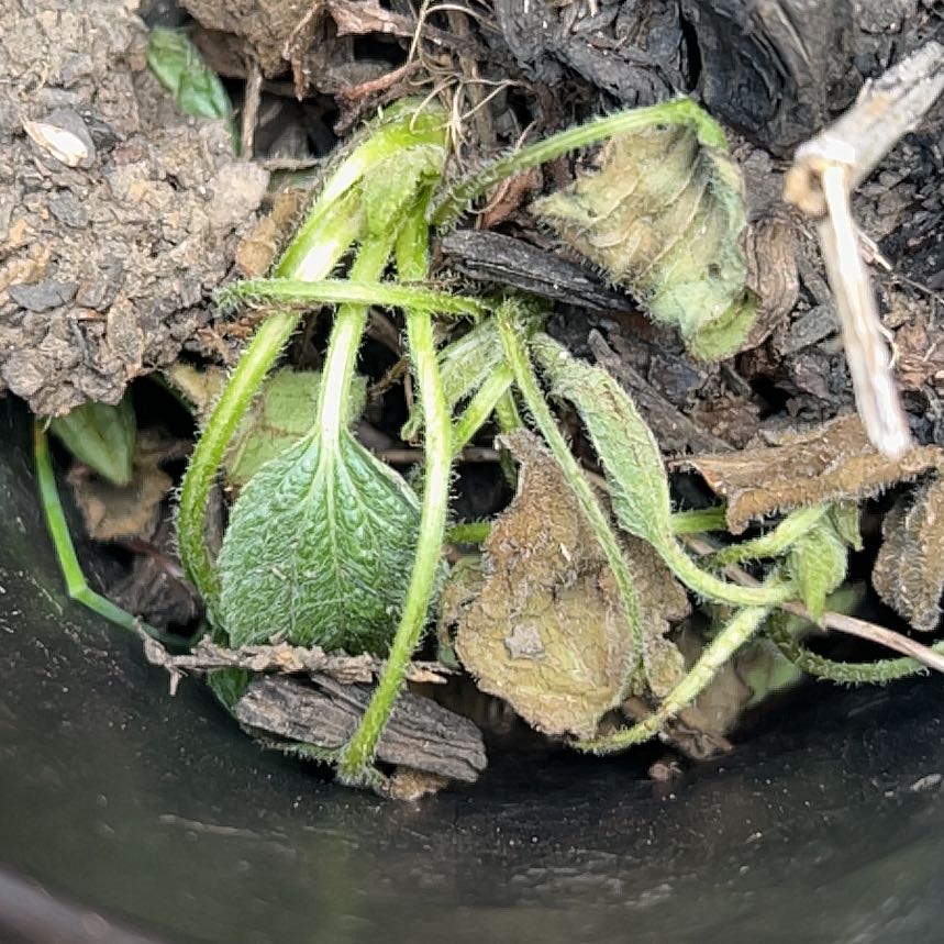Photo of the plant species Hartweg's Wild Ginger by @WinAlula28 named Aristotle on Greg, the plant care app