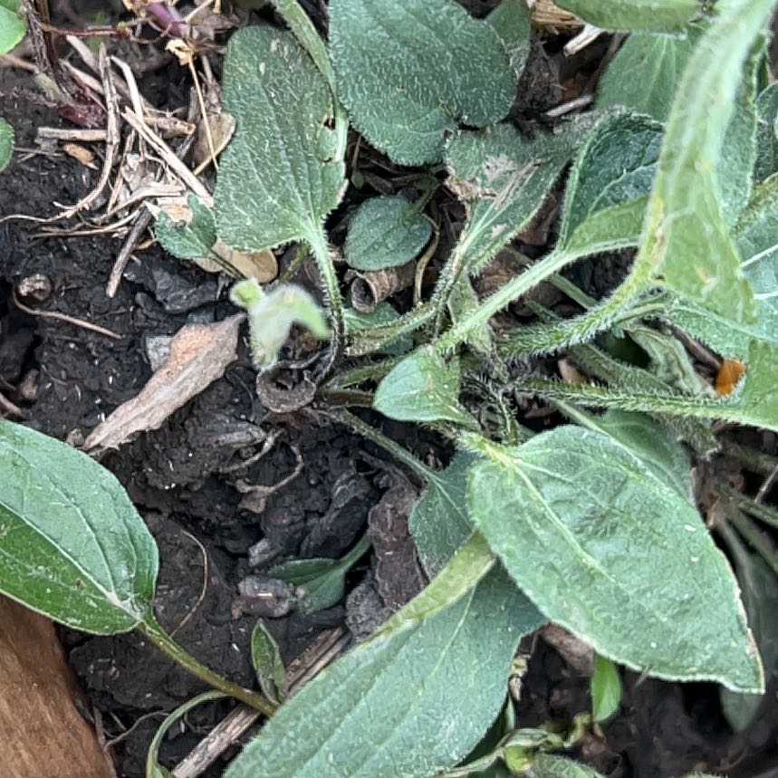 Photo of the plant species Black Swallow-Wort by @WinAlula28 named Kobe on Greg, the plant care app