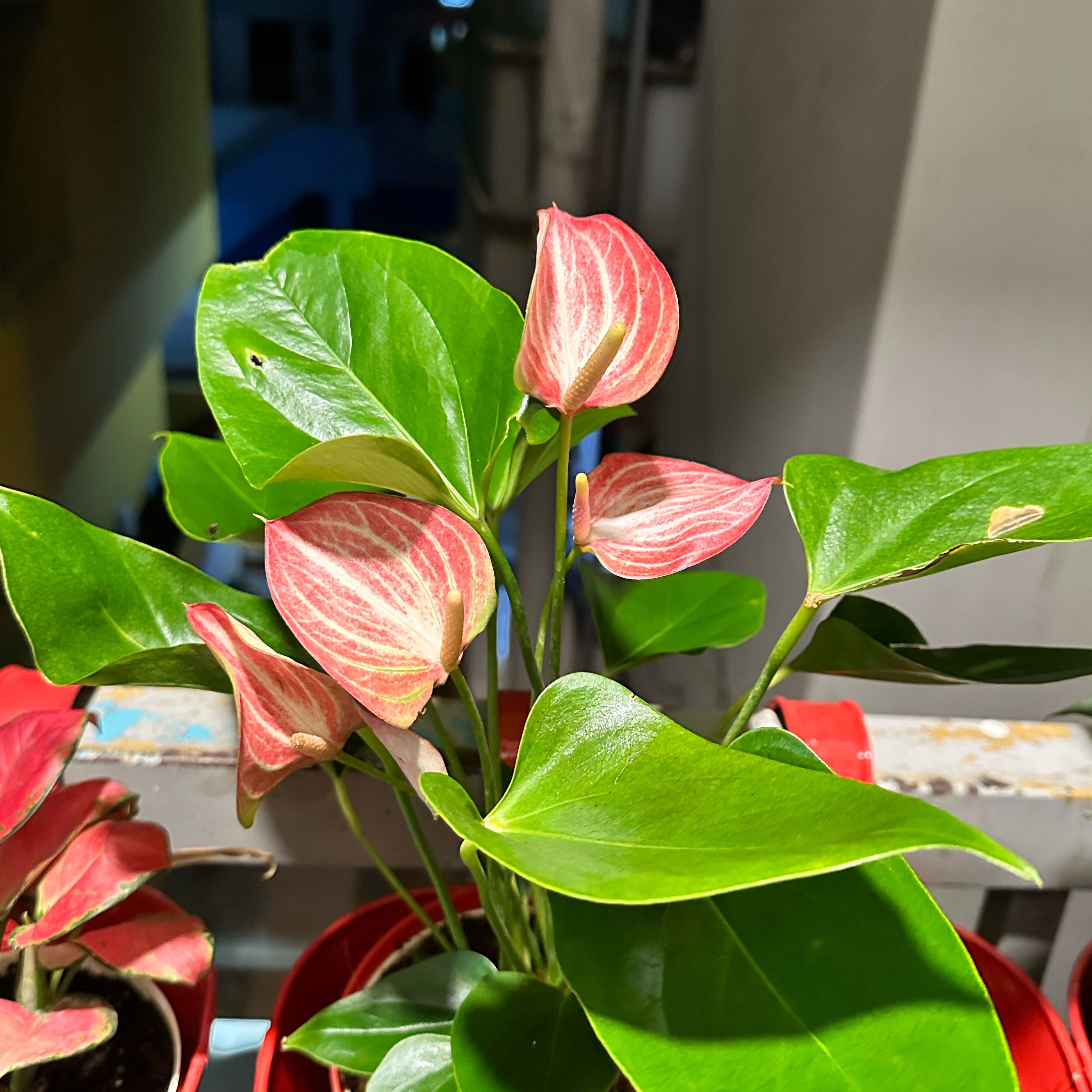 Photo of the plant species Anthurium by @ActiveFeijoa named Livie on Greg, the plant care app