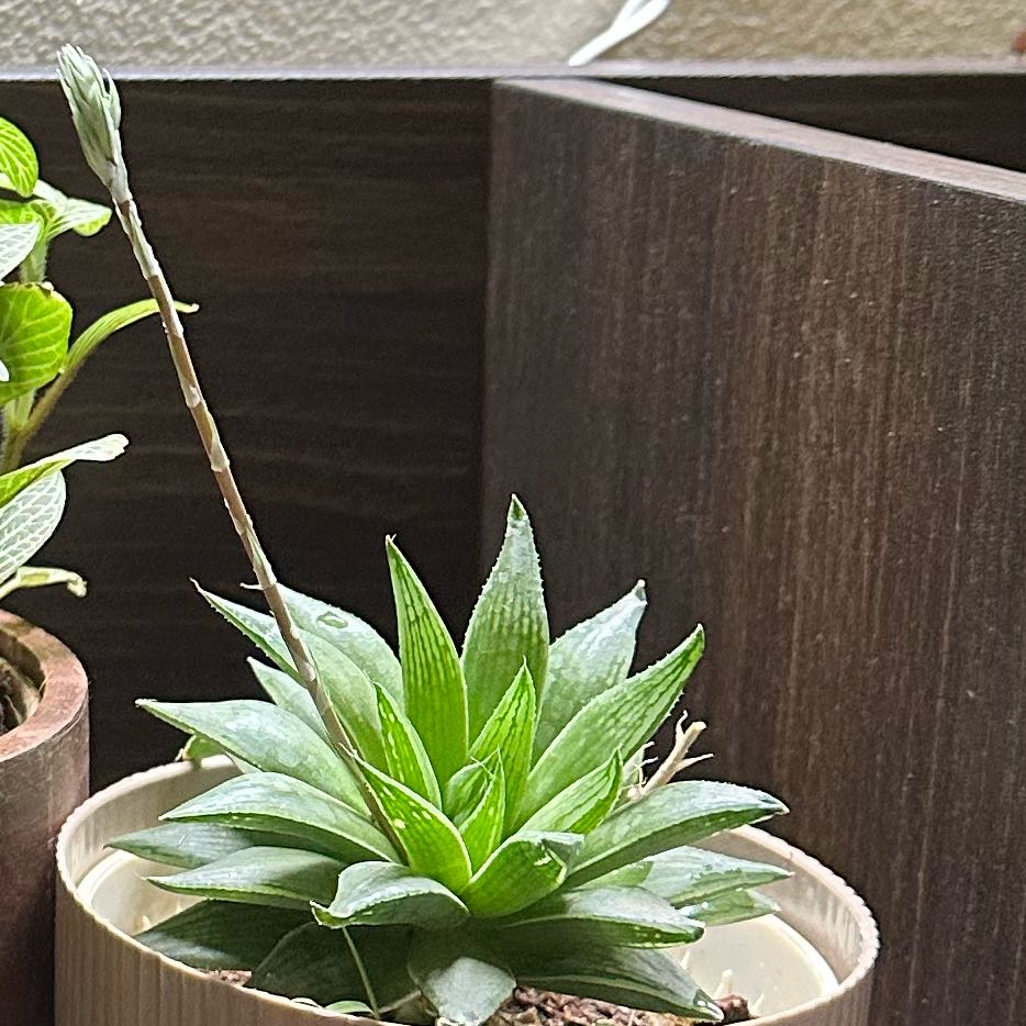 Photo of the plant species Hawthoria turgida by @ActiveFeijoa named Sherlock on Greg, the plant care app