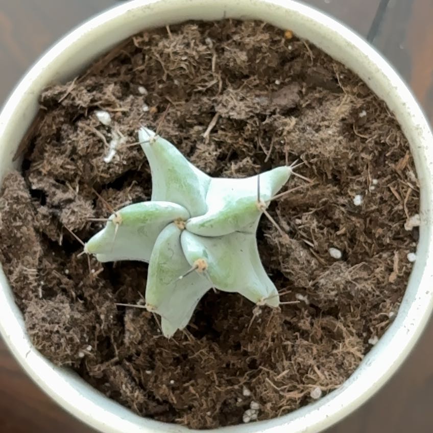 Photo of the plant species Gray Ghost Organ Pipe by @JuicyLychee4 named Khaleesi on Greg, the plant care app