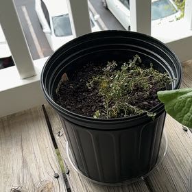 Photo of the plant species Lemon Thyme by @CalmingNoni17 named Thymey Tim on Greg, the plant care app