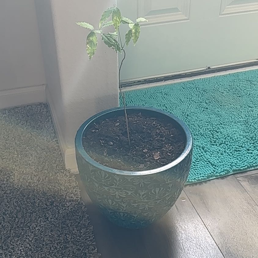 Photo of the plant species Weeping Wisteria by @HeirDamsii12 named Denali on Greg, the plant care app
