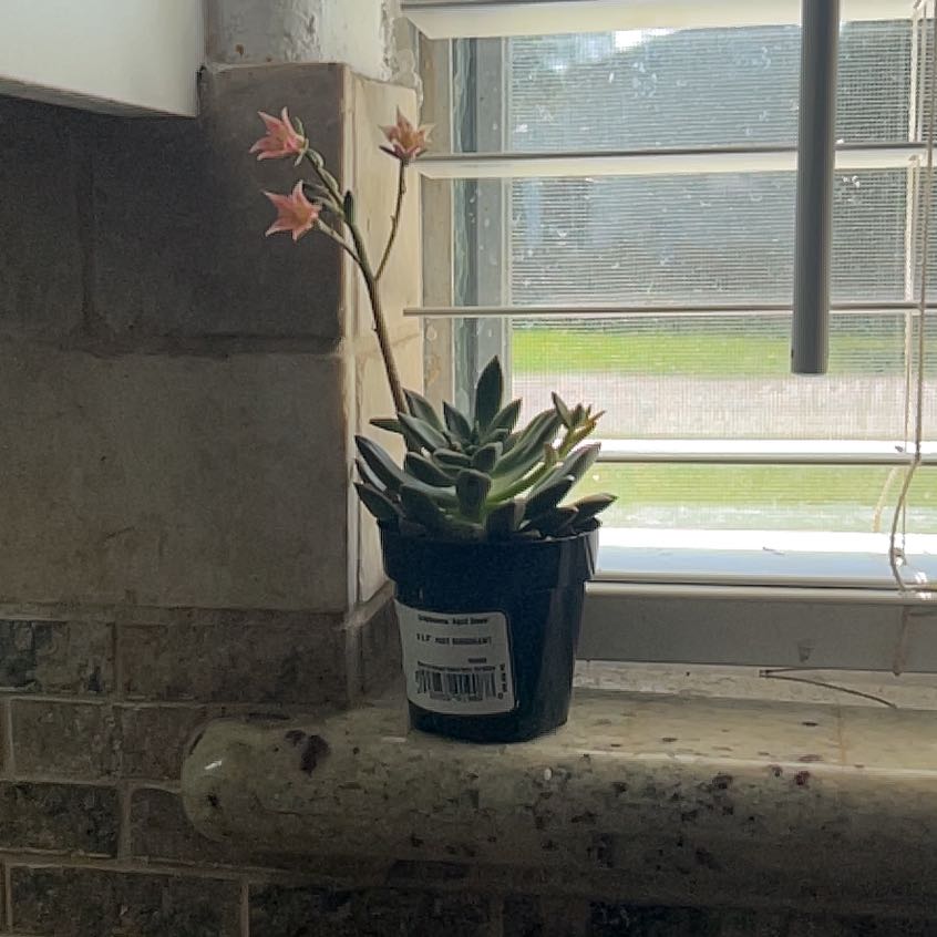 Photo of the plant species Graptoveria 'April Dawn' by @GloriousPhalsa named April on Greg, the plant care app