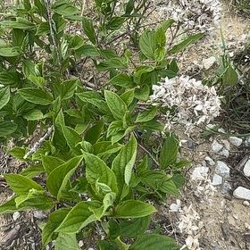 Photo of the plant species Panicle Hydrangea by @BigChickpea43 named Tree Diddy on Greg, the plant care app