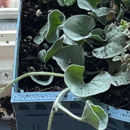 Photo of the plant species Silver Falls Dichondra by @LadyDogrose19 named Clooney on Greg, the plant care app