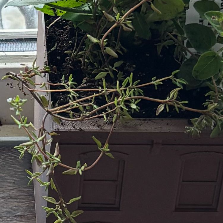 Photo of the plant species French Thyme by @LadyDogrose19 named Queen on Greg, the plant care app