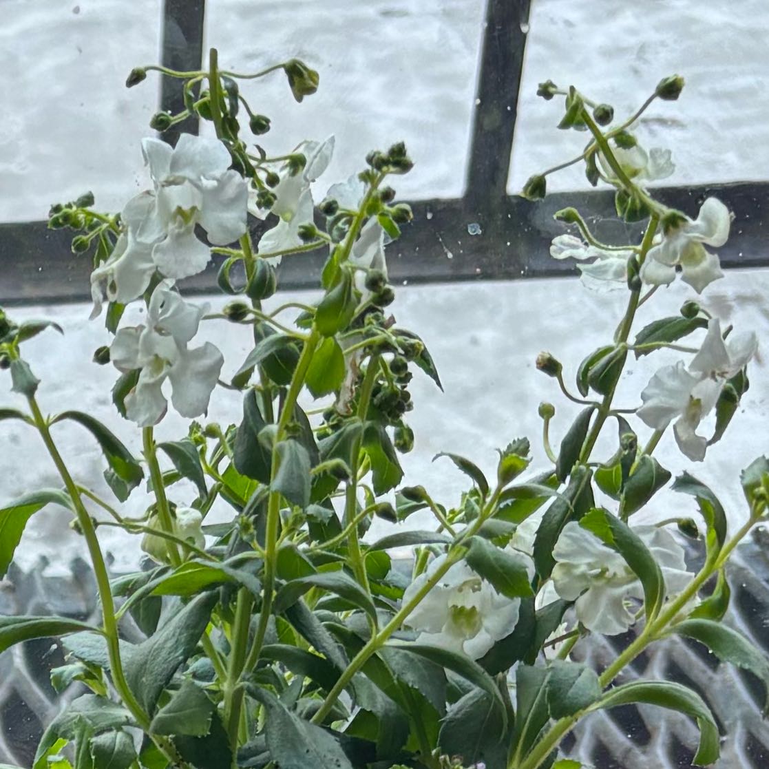 Photo of the plant species Angelface White Angelonia Hybrid by @LadyDogrose19 named Curie on Greg, the plant care app