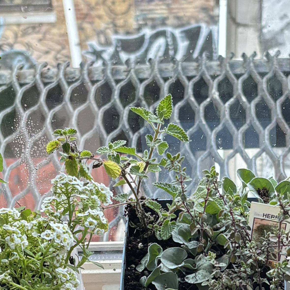 Photo of the plant species Catmint by @LadyDogrose19 named Fernie Saunders on Greg, the plant care app
