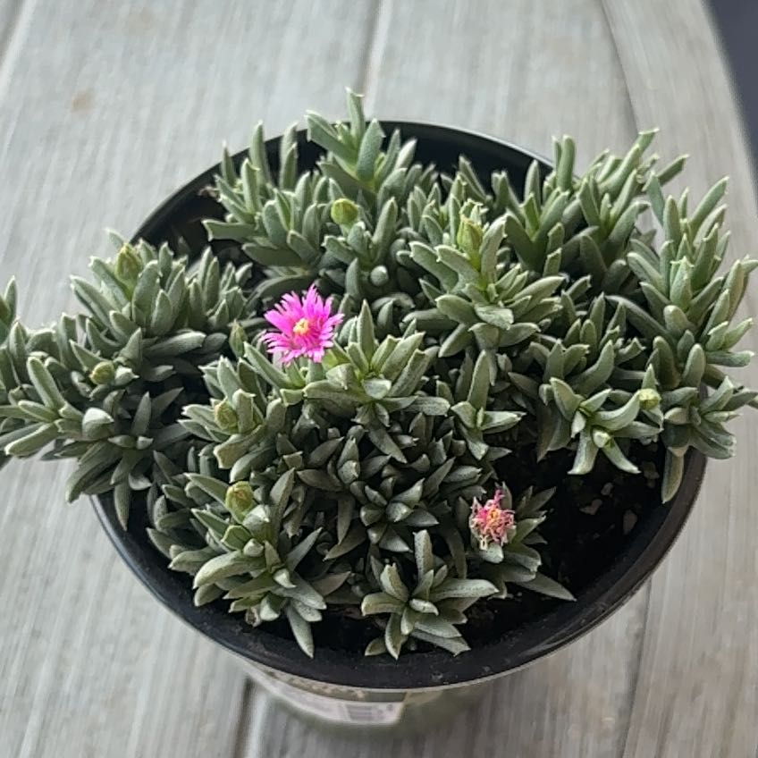 Photo of the plant species Ruschia pulvinaris by @SanguineGabisan named Mrs. Plantlots on Greg, the plant care app