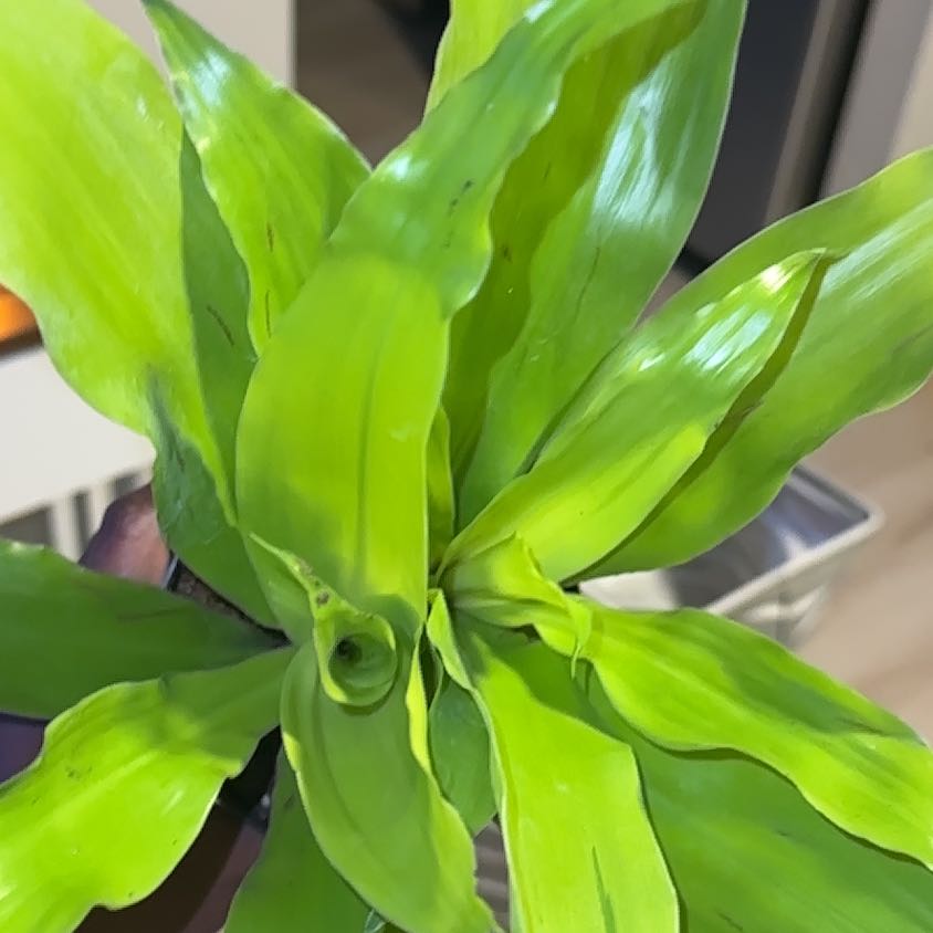 Photo of the plant species Dracaena Limelight by @LordDatepalm1 named Travis on Greg, the plant care app