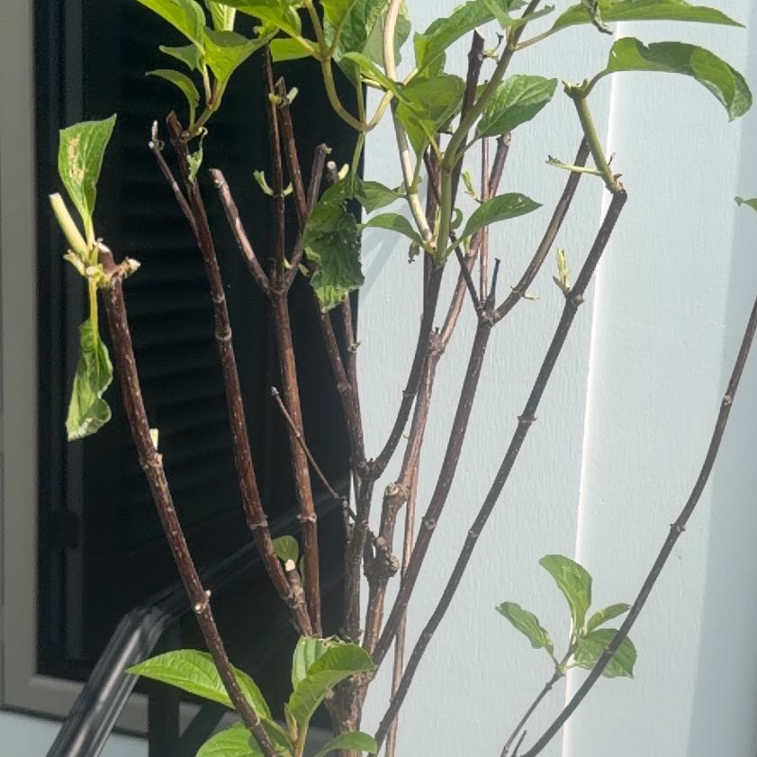 Photo of the plant species Rose Of Sharon by @RobustDamiana27 named Zion on Greg, the plant care app