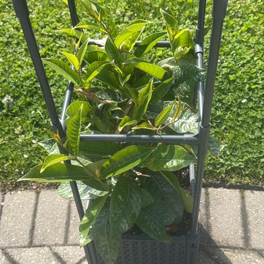 Photo of the plant species Aloha Mandevilla by @RobustDamiana27 named Achilles on Greg, the plant care app