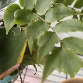 Photo of the plant species House Holly-Fern by @BoldColeus11 named Zion on Greg, the plant care app