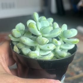 Photo of the plant species Sedum treleasei by @UniqueBrowallia named Oscar on Greg, the plant care app
