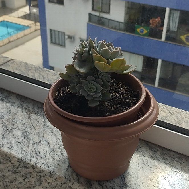 Photo of the plant species Peacock Echeveria by @SecureOrchid55 named Gregarious on Greg, the plant care app