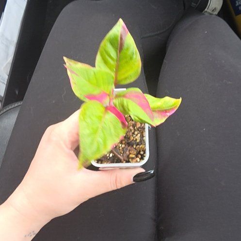 Photo of the plant species Party Time Alternanthera by @ChosenChilli41 named Queen on Greg, the plant care app