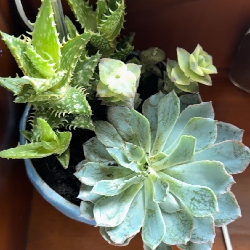 Photo of the plant species Aloe zanzibarica by @WillTearose38 named Scarlet on Greg, the plant care app